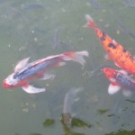 Feed the fish at Disney's Shades of Green Resort