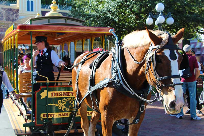Disneyland Tips and Tricks Horse Drawn Trolly
