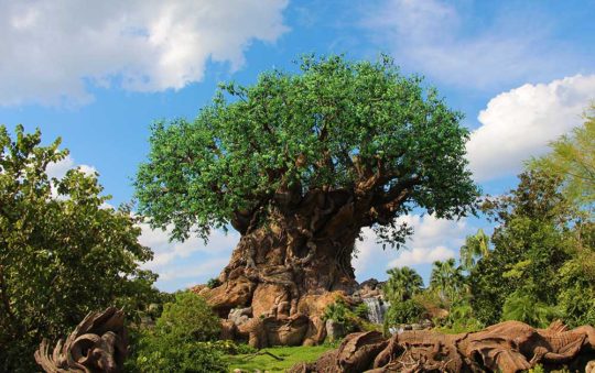 Military Disney Tips Turns 10yrs Old Animal Kingdom