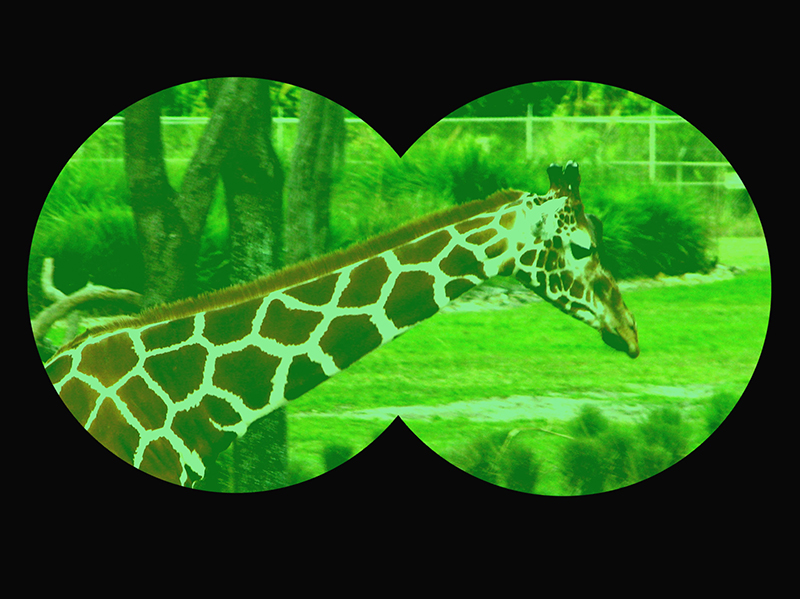WDW's Night Vision Goggle Safari at the Animal Kingdom Lodge
