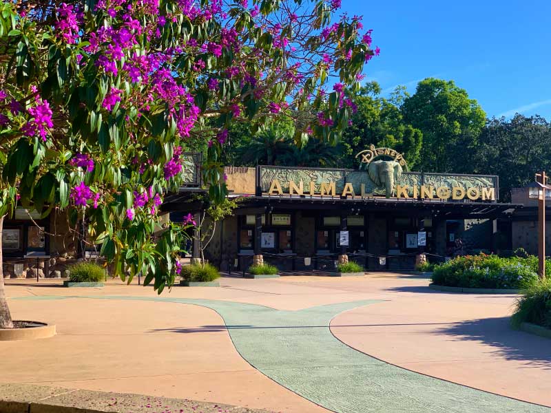 Disney’s Animal Kingdom