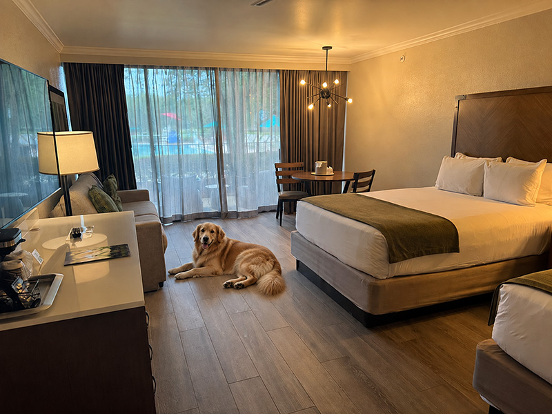 Golden Retriever in a Guest room at Shades of Green Resort